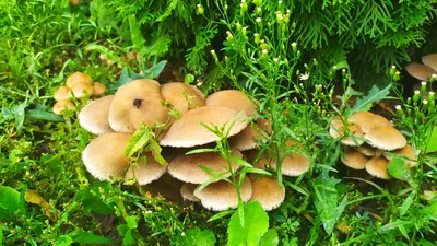 Где в Челябинской области в ноябре можно собрать грибы: подробности, фото