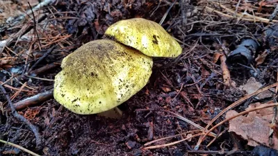 Первые грибы‑колосовики начали появляться в подмосковных лесах - В регионе  - РИАМО в Королеве