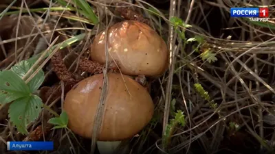 Любители «тихой» охоты показали найденные в лесах Ленобласти грибы |  Online47.ru