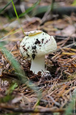 Волнушка — где найти этот ценный гриб | Грибы, Листы капусты, Удаление  желчного пузыря
