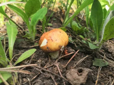 Съедобными грибами можно отравиться — эксперт – Новости Крыма – Вести Крым