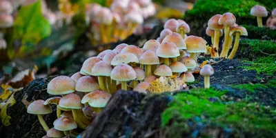 Специалисты МЧС дают советы по безопасному сбору грибов