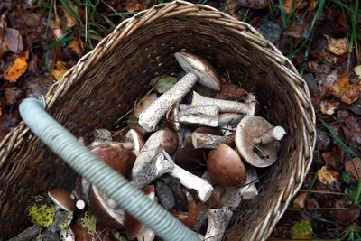 Все краснокнижные грибы России с фото. Будут ли штрафы за их сбор? | Книга  Грибов | Дзен
