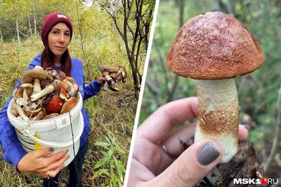 Необычные грибы собирают любители тихой охоты в Псковской области |  21.09.2023 | ИА SM.News