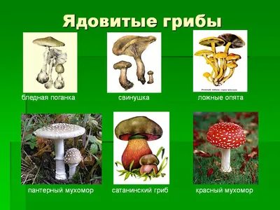 С начала 2019-го почти 20 белгородцев отравились грибами | 14.08.2019 |  Белгород - БезФормата