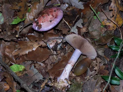 В Ленобласти жители по-прежнему собирают грибы