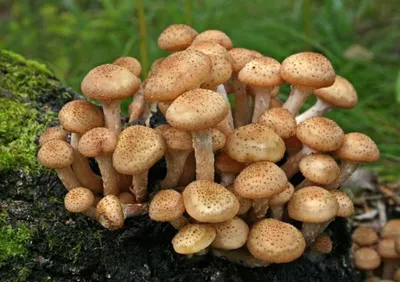 Игра началась»: жители Ноябрьска хвастаются первым урожаем грибов - МК Ямал