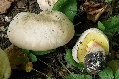 Собирать грибы и не отравиться: правила «тихой охоты», которые стоит знать  всем - Милосердие.ru