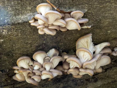 ДАРЫ ПРИРОДЫ: грибы вешенки (чинарики) в 2023 г | Грибы, Природа, Грибной  суп
