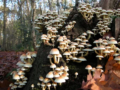 Пеньковые грибы (69 фото) - 69 фото