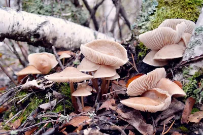 Пеньковые грибы (69 фото) - 69 фото