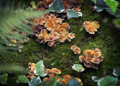 Чинарики грибы - фото и картинки: 66 штук