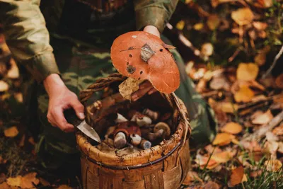 5 ноября везём грибы в Каневскую🍄 Успейте заказать! 🍃🍂Цены🍂🍃: 🍄Грузди  соленые 3л - 1500р 🍄Грузди соленые 1,5л - 800р 🍄Чинарики 700г -… |  Instagram