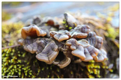 Дары природы: грибы вешенки (чинарики)