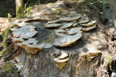 Какие грибы растут в Сочи и где их собирать | Город | Time Out