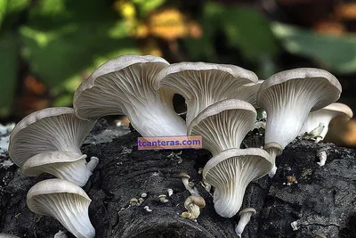 Чинарики грибы - 67 фото