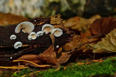 Вешенки: собираем и готовим первые весенние грибы | Путеводитель по Адыгее  | Дзен