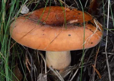 Маринованные грибы \"Чинарики\" собраны в экологически чистых горных районах  Карачаево-Черкессии. Все подробности в л/с. | Instagram