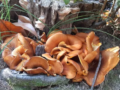Темно оранжевый гриб на дереве - 56 фото