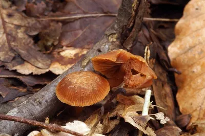 Краснокнижные и смертельно опасные: учёные назвали ядовитые грибы  Краснодарского края