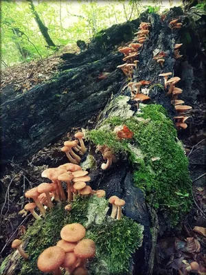 Ядовитые грибы Краснодарского (Много фото) - treepics.ru