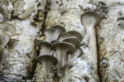 Cобирать грибы в горах Краснодарского края
