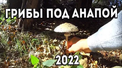 Сбор грибов жителям Краснодарского края грозит 9-летним тюремным сроком -  Новости Сочи
