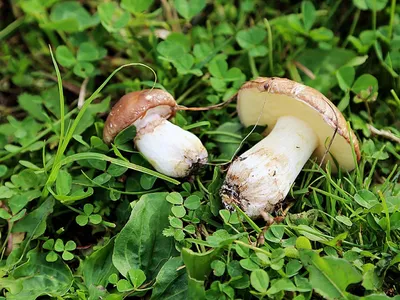 Съедобные грибы Краснодарского края (76 фото) »