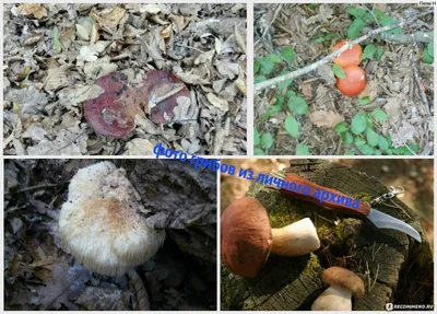Виды грибов, за которые грозит штраф 1 млн или тюрьма. Полный список с фото  | Природа | Общество | Аргументы и Факты