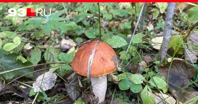Краснодарский край грибы / Съедобные грибы, ягоды, травы