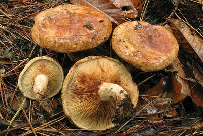 Свинушка тонкая (Paxillus involutus): фото гриба дуньки, описание, где  растет, как готовить свиное ухо