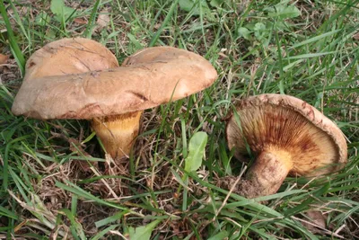 Свинушка тонкая (Paxillus involutus) фото и описание