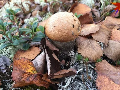 Фиолетовые, лимонно-желтые и… обычные: Какие грибы нельзя собирать в Мурманской  области - KP.RU