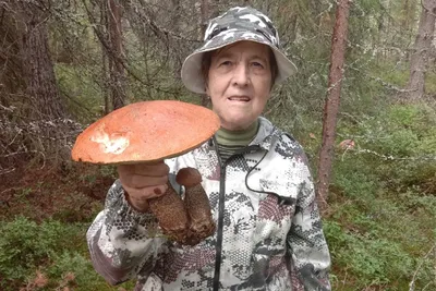 В Мурманской области вне всех сезонных приличий выросли грибы — Мурманский  вестник - #166064