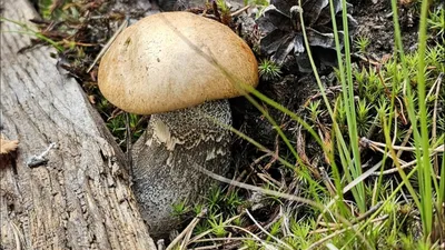 Какие съедобные грибы растут в Мурманской области