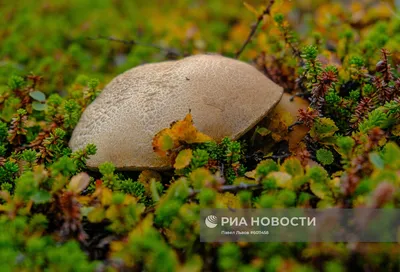Поспела морошка и «полезли» грибы в лесах Мурманской области » Новости  Мурманска и Мурманской области