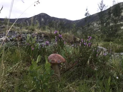 Сезон грибов в Мурманской области: что приготовить | МК в Мурманске | Дзен