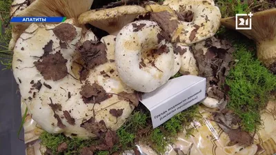 Белые грибы уже находят в лесу жители Мурманской области » Новости Мурманска  и Мурманской области