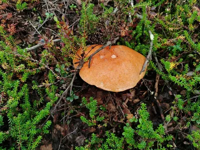 В Мурманской области собирают гигантские грибы - KP.RU