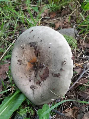Гигантский гриб нашли в лесу Мурманской области | Телекомпания ТВ21