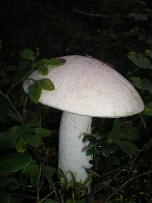 Как приготовить белые грибы и как не спутать их с ложными, чтобы избежать  отравления - МК Мурманск