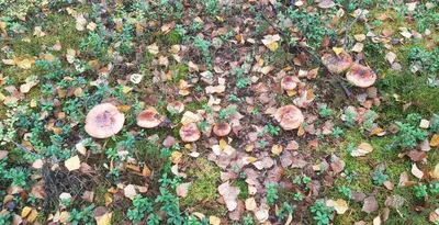 Неизвестные грибы Мурманской области