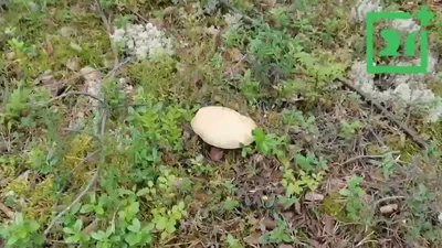 В Мурманской области обнаружили новые грибы | ОБЩЕСТВО | АиФ Мурманск