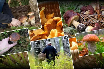 Грибы-гиганты в тюменских лесах, тюменцы находят в местных лесах огромные  грибы, июнь и июль 2022 года - 3 июля 2022 - 72.ru
