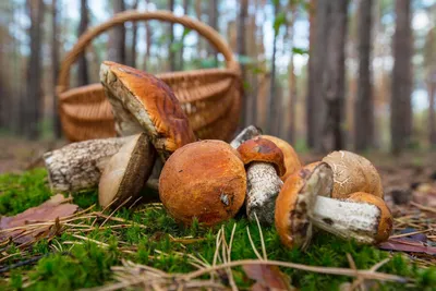 Кровавый» гриб нашли в Колвице » Новости Мурманска и Мурманской области