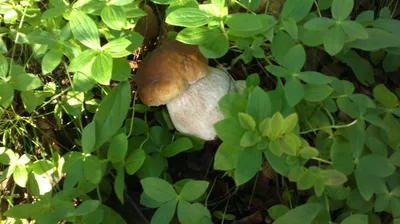 Неизвестные грибы Мурманской области - Страница 2 - Экспресс ответы.  Региональные и авторские темы по определению грибов - Грибы средней полосы