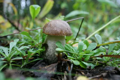 Фестиваль грибов проведут в Хибинах 26 и 27 августа | Информационное  агентство «Би-порт»