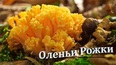 В тульском лесу нашли «оленьи рожки» - Новости Тулы и области - MySlo.ru