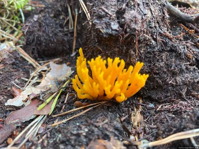 Оленьи рожки или жёлтый рогатик: происхождение неизвестного гриба обсуждают  псковичи