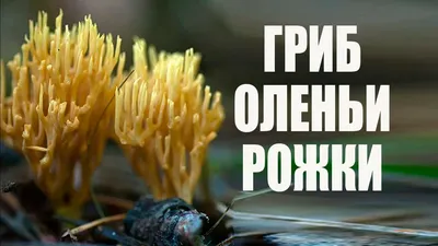 Петербуржец нашел в Юнтоловском заказнике гриб оленьи рожки, в наших краях  он встречается крайне редко